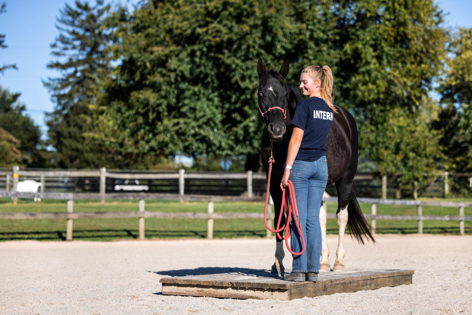 About Days End Farm Horse Rescue