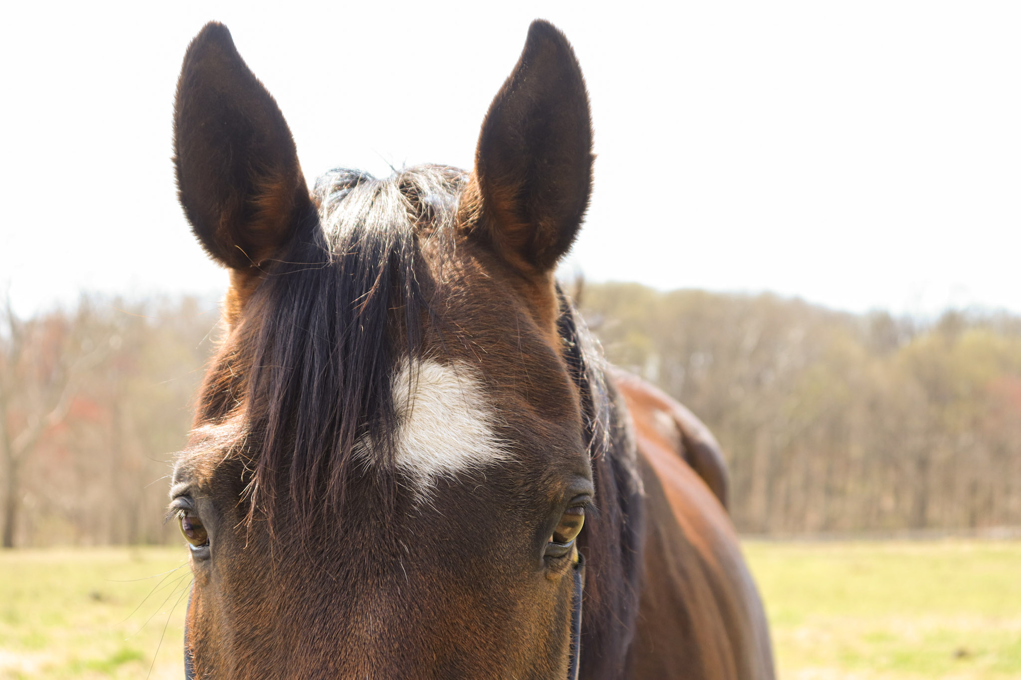 World Equestrian Center Magazine: Spurring the Evolution of Equine Welfare