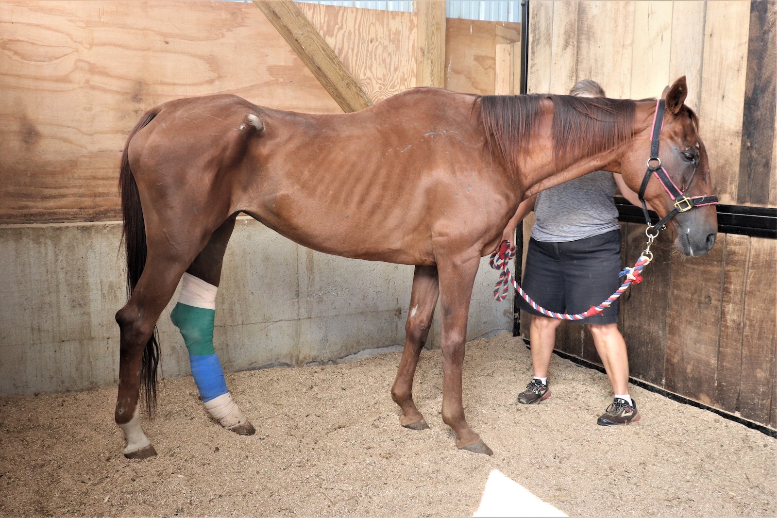 Upendi-upon-arrival-at-DEFHR