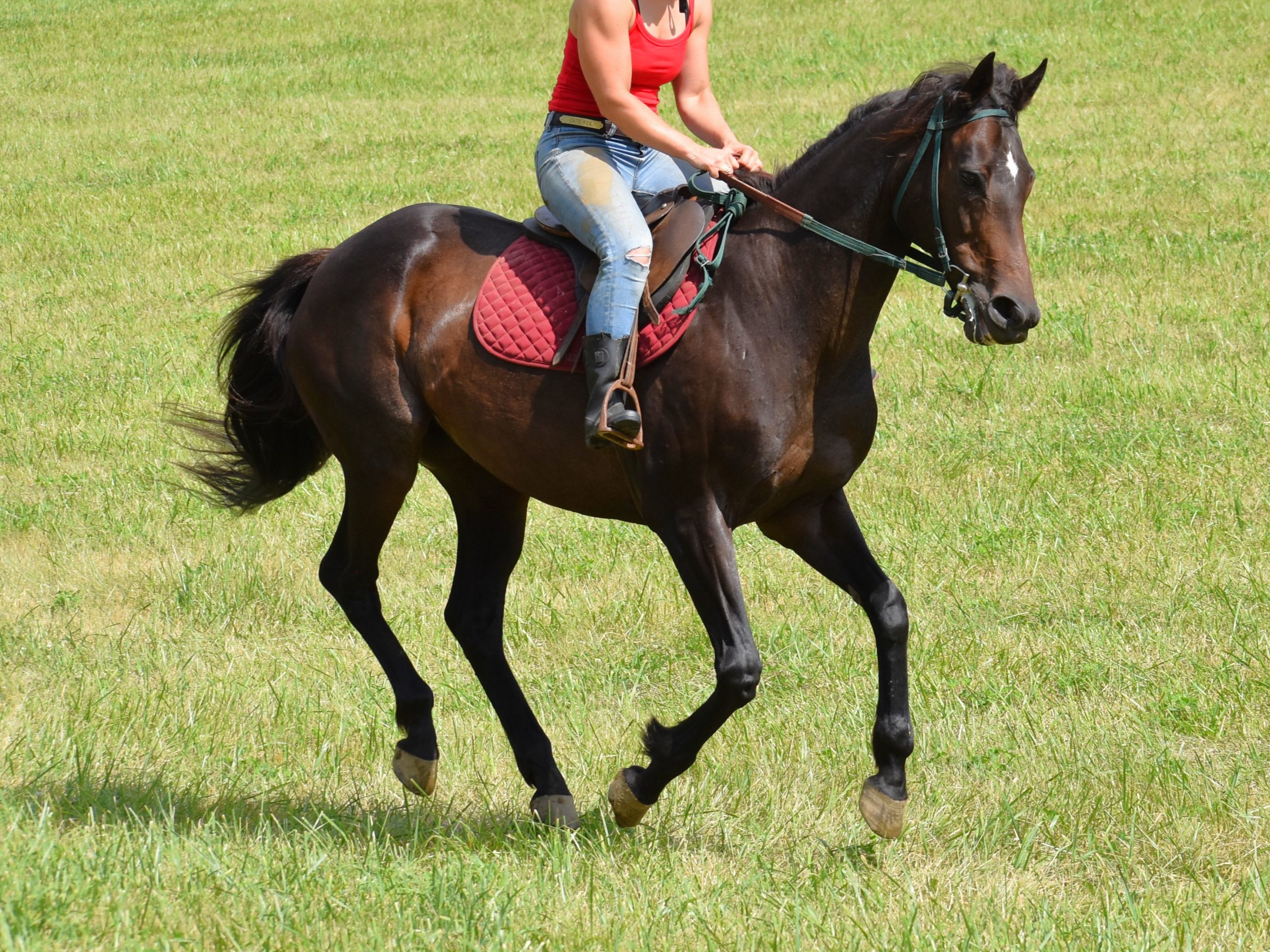Wild canter