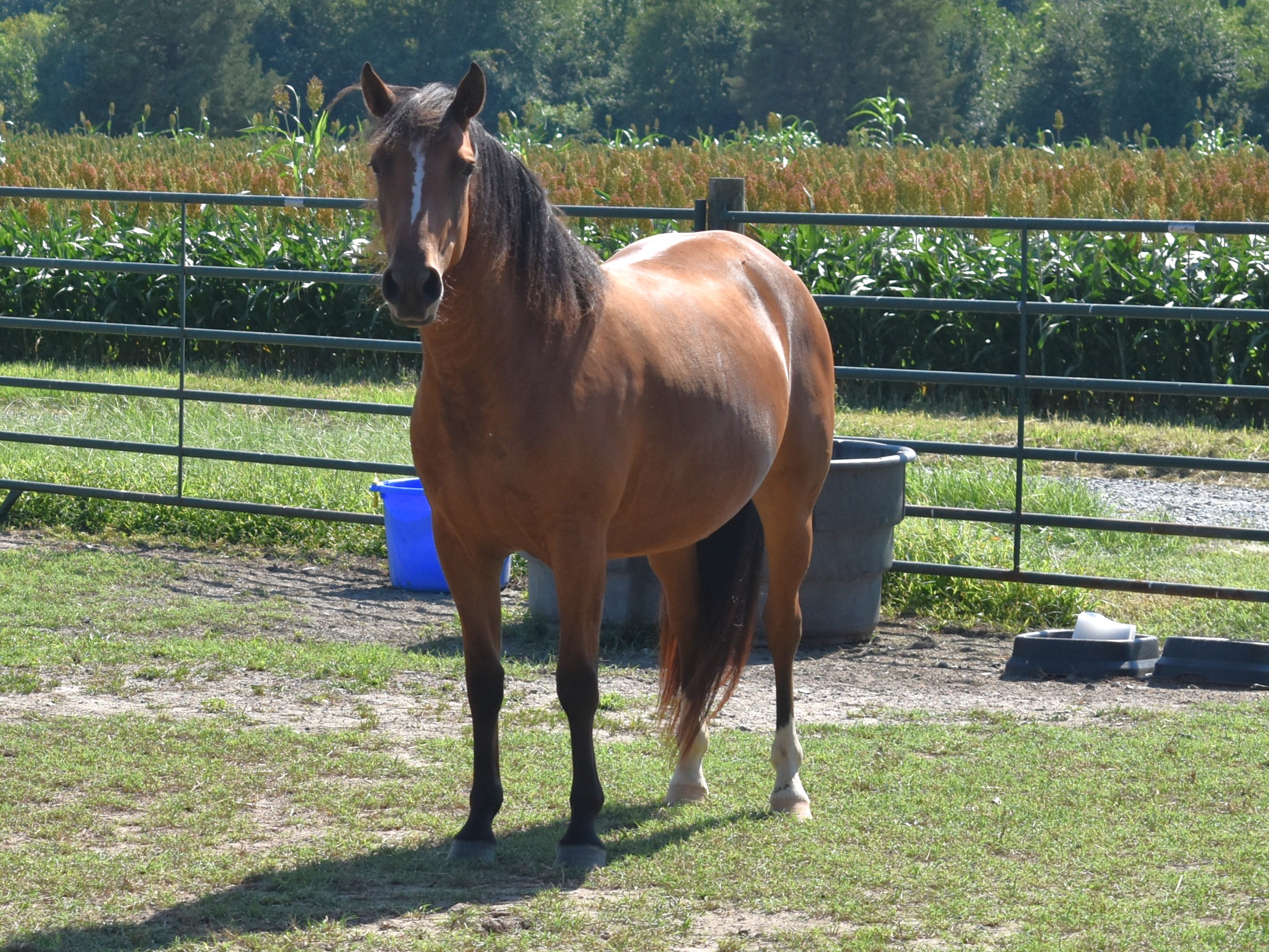 Luna left front