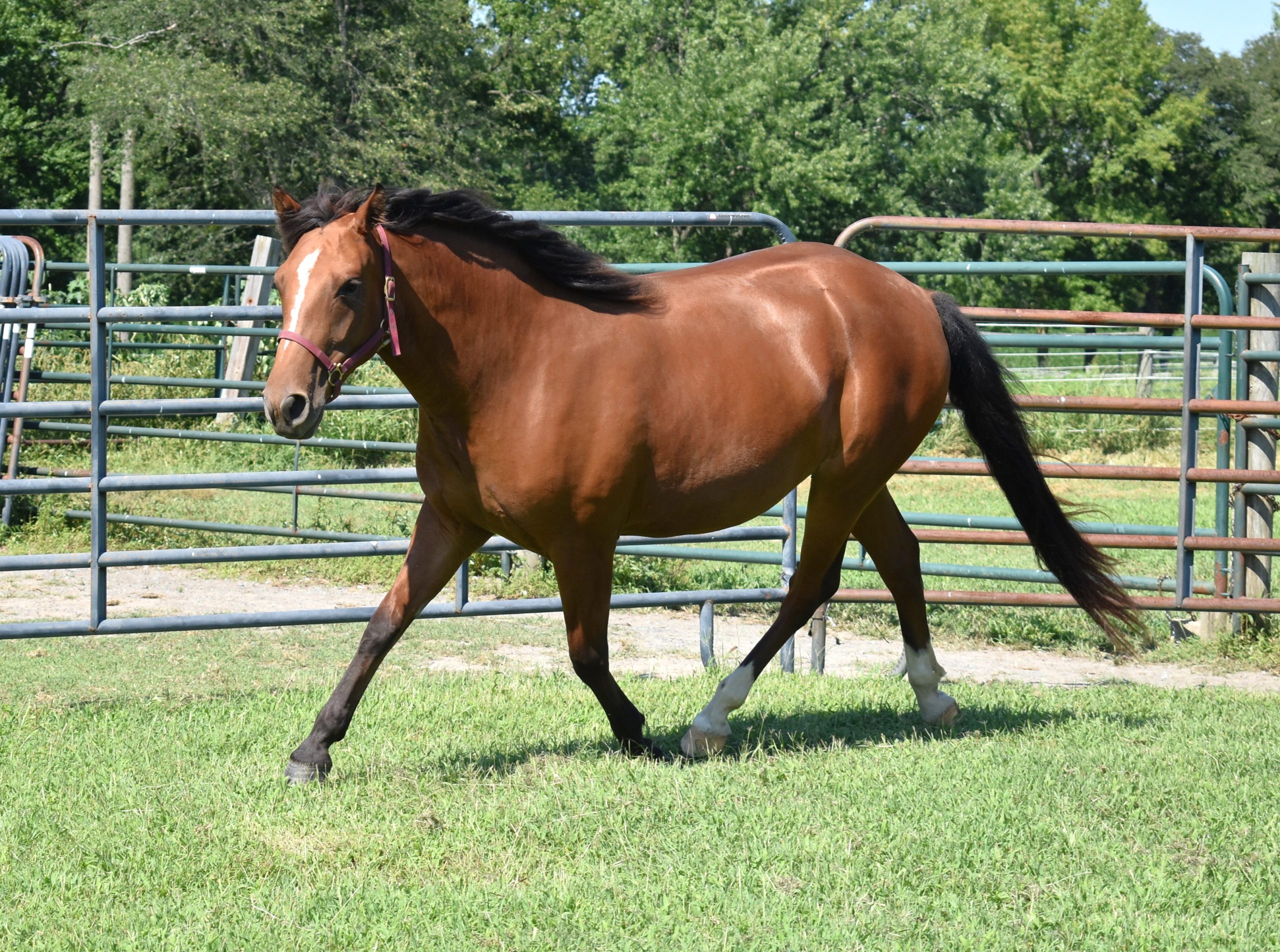 Luna trot left