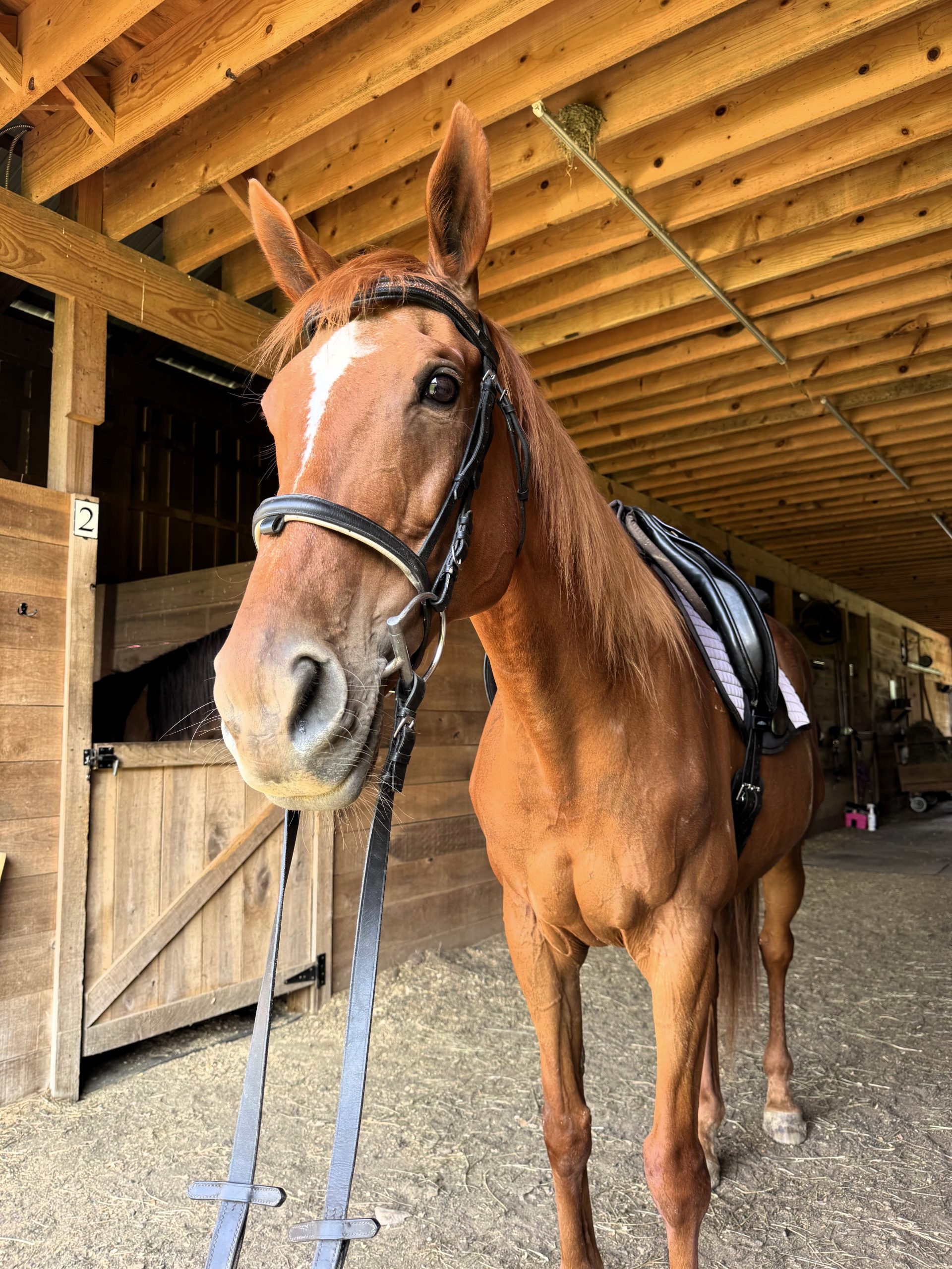 Cersei tacked barn